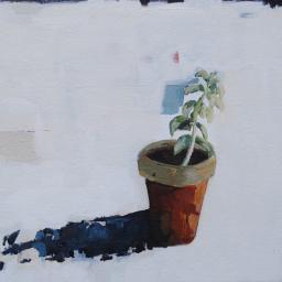Plant in pot