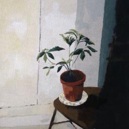Pot plant on a wooden chair